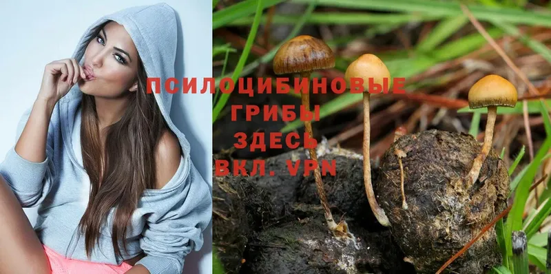 Галлюциногенные грибы Magic Shrooms  МЕГА маркетплейс  Дагестанские Огни 